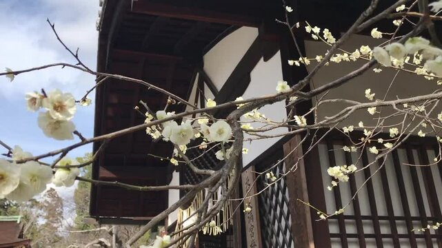 日本、京都、神社、北野天満宮、梅花、春、風景、写真素材