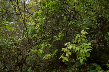 Close-up images of Korean Euonymus tree (Euonymus maackii) showing red capsules, exposed seeds, and green foliage in natural woodland habitat.