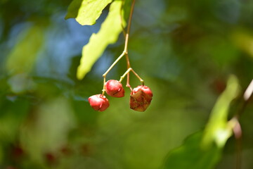 A detailed view of Korean spindle tree (Euonymus sieboldianus) showing green star-shaped fruits and vibrant green leaves in summer light.