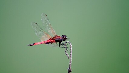 Crimson Dragonfly's Perch: A striking crimson dragonfly delicately balances on a slender twig against a softly blurred, green backdrop, showcasing nature's intricate design.