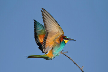 blue tailed bee eater