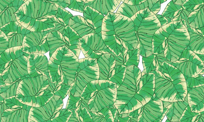 Green  tropical   leaves   spring nature  wallpaper  background
