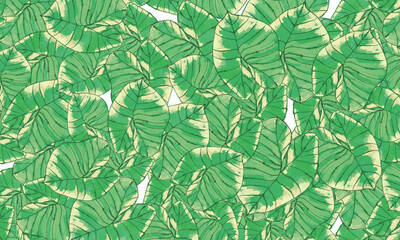 Green  tropical   leaves   spring nature  wallpaper  background