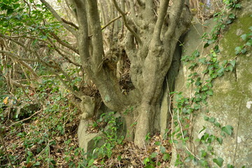 A Korean native herb tree known as Euonymus japonicus var. laxiflorus with glossy leaves and green fruits, photographed in natural coastal habitat.