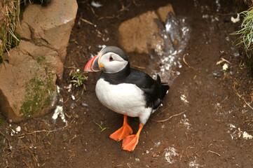 Atlantic puffin also know as common puffin