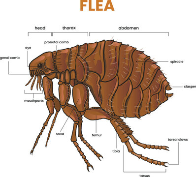 illustration of flea anatomy diagram