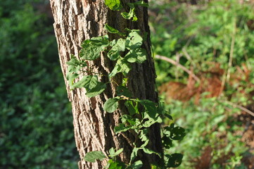Euonymus planipes, known as a Korean native climbing shrub with distinctive fruits, thorny stems, and shiny green leaves, photographed in a natural setting.