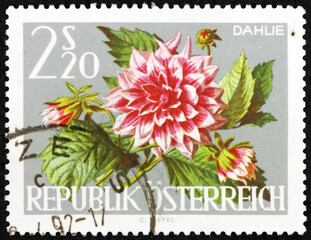 Postage stamp Austria 1964 dahlia, flowering plant