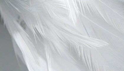 Close-up of delicate white feathers, soft texture, elegant background. Perfect for design projects needing a serene, light feel.