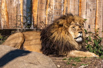The lion, Panthera leo is one of the four big cats in the genus Panthera