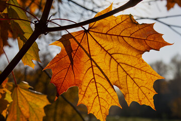 Obraz premium Backlit autumn maple leaf on branch