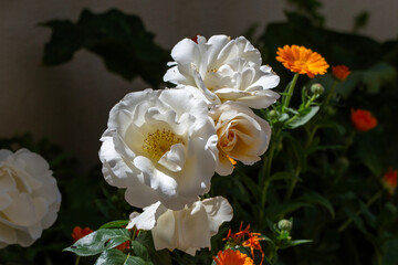 Hermosa y delicada rosa de color blanco en el jardín floreciendo en primavera. Flores de jardín...