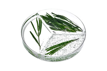 A three-compartment petri dish with rosemary and a sample of cosmetic gel with bubbles.
