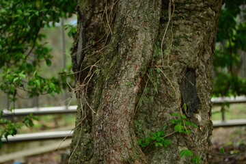 A native Korean climbing shrub, Euonymus japonicus var. microphyllus, with small glossy leaves and dense flowering clusters, growing along coastal and forested areas.