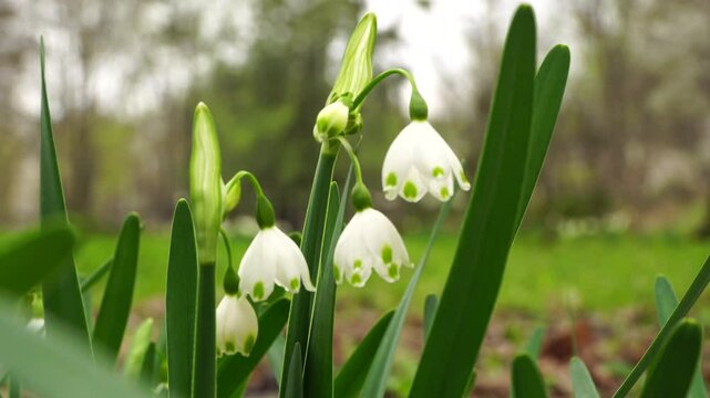 Caucasian rare white-flowered Leucojum with milky-white flowers and green leaves in early spring in the foothills of the Caucasus
