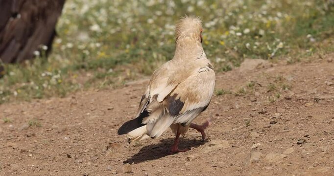 Egyptian vulture walking slowly on dry terrain while searching for food.