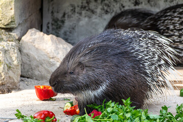 Indian crested Porcupine, Hystrix indica in a german nature park