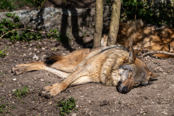 Fototapeta premium European Grey Wolf, Canis lupus in a german park