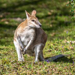 The agile wallaby, Macropus agilis also known as the sandy wallaby