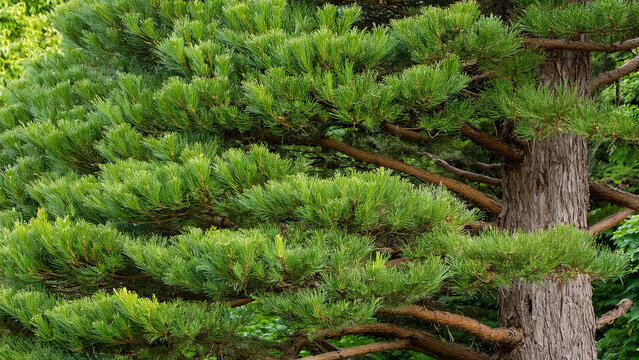 Close-up of Japanese Red Pine Tree Foliage