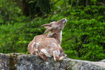 Male mountain ibex or capra ibex on a rock living in the European alps