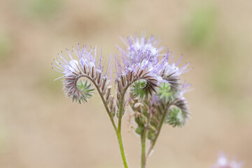 Purple blossoms of phacelia (scorpionweed, heliotrope), bee-friendly plant, close-up