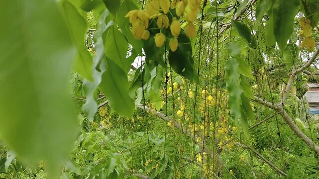 Lush Green Foliage with Yellow Blooms. Vibrant Green Plant Life with Flowers