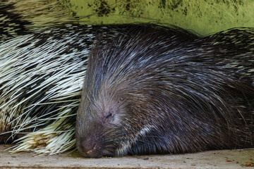 Indian crested Porcupine, Hystrix indica in a german nature park
