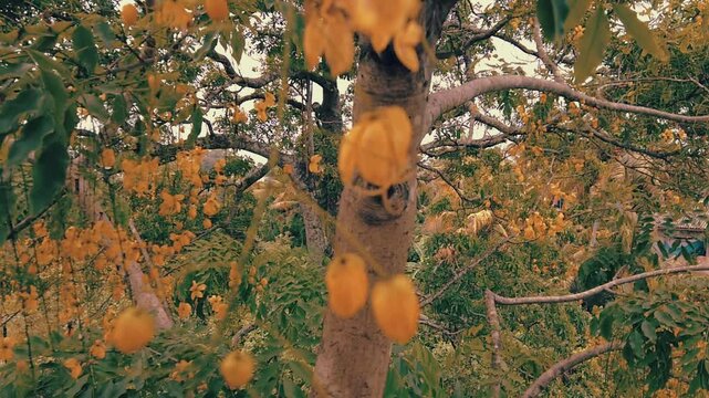 Tropical Yellow Flowers and Green Leaves. Blooming Starfruit Tree in Nature	