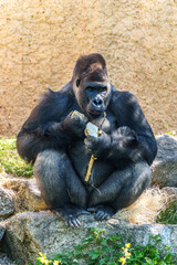 Gorillas are ground-dwelling, predominantly herbivorous apes, Sub-Saharan Africa