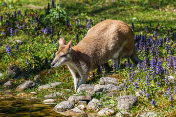 The agile wallaby, Macropus agilis also known as the sandy wallaby
