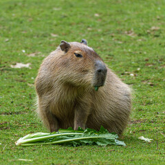 Capybara, Hydrochoerus hydrochaeris grazing on fresh green grass