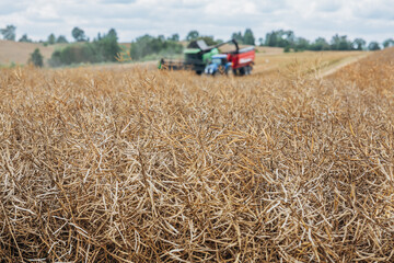 Obraz premium Kaliningrad, RUSSIA - July 27, 2022: harvesting winter rapeseed with a Deutz-Fahr combine