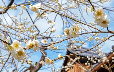 日本、京都、神社、北野天満宮、梅花、春、風景、写真素材