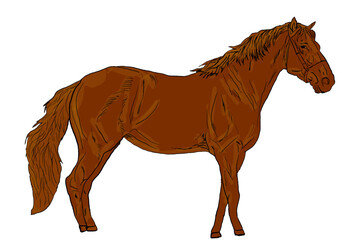 horse isolated on white background