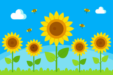 sunflower field and blue sky