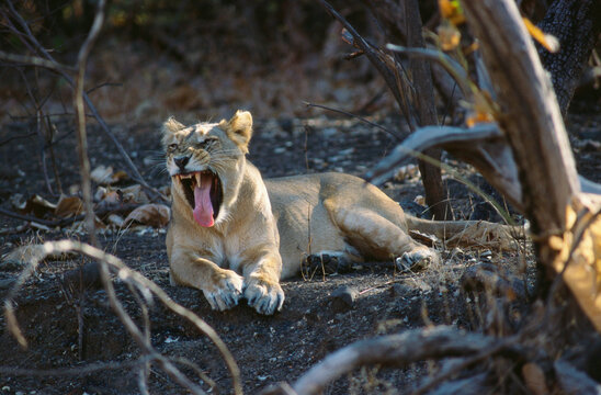 Asiatic Lion cub panthera leo yawning resting in Gir national park, Junagadh, Gujarat, India