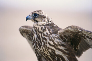 Birds Common kestrel Falco tinnunculus