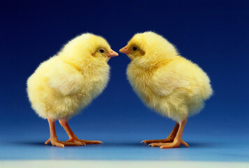 Two chicks looking at each other