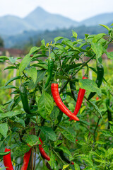 Chili pepper plant bearing ripe red and unripe green chilies in a lush agricultural field, with a...