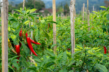 Rows of chili pepper plants growing in a fertile agricultural field, supported by wooden stakes. The image captures a vibrant farming scene perfect for organic food visuals.
