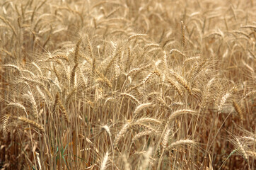 Wheat crops ready for harvest in field, India