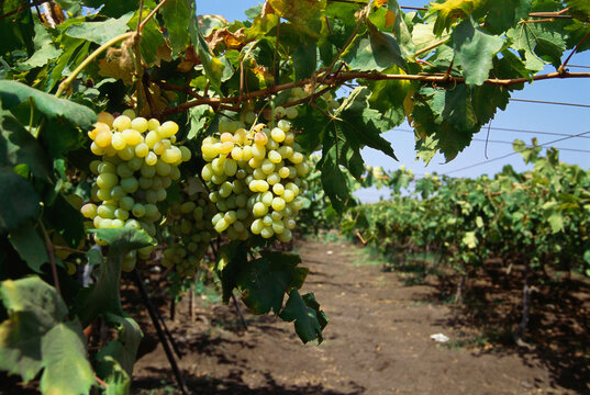 viticulture vineyard plantation of grape bearing vines 