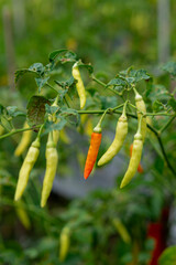 Close-up of yellow and orange chili peppers growing on a plant in an outdoor garden, showing natural ripening stages under daylight with vibrant tropical foliage.