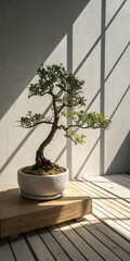 bonsai tree in the living room