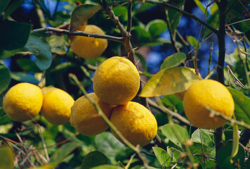 Fruits lemons citrus limon