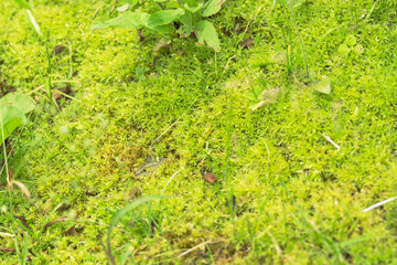 5月の木陰　苔むした緑色の地面01