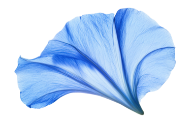 Blue morning glory flower petal on transparent background, png