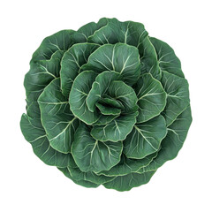Obraz premium Fresh green cabbage showcasing tight leaf formation and vibrant color, ideal for culinary use and healthy meals
