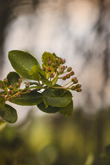Green leaves on a blurred background on a sunny May day in the countryside.